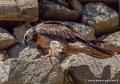 gypaete-barbu-g91_6134