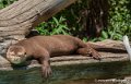 loutre-g91_6142