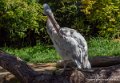 pelican-g91_6006