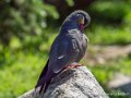 sterne-inca-g91_6003