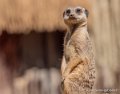 surycat-g91_6054
