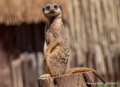 surycat-g91_6055