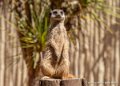 surycat-g91_6056