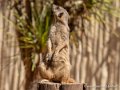 surycat-g91_6058