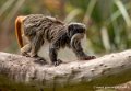 tamarin-empereur-g91_6155