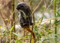 tamarin-empereur-g91_6156