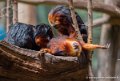 tamarin-lion-g91_6166