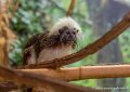 tamarin-pinche-g91_6158