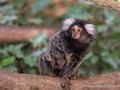 tamarin-pinche-g91_6160