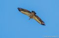 vautour-g93_1524