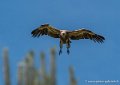 vautour-g93_1530