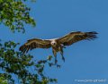 vautour-g93_1531