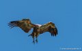 vautour-g93_1532
