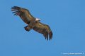 vautour-g93_1534