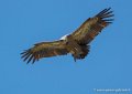 vautour-g93_1536