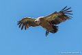 vautour-g93_1537