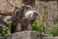 vautour-g93_1542