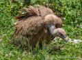 vautour-g93_1545