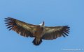 vautour-g93_1548