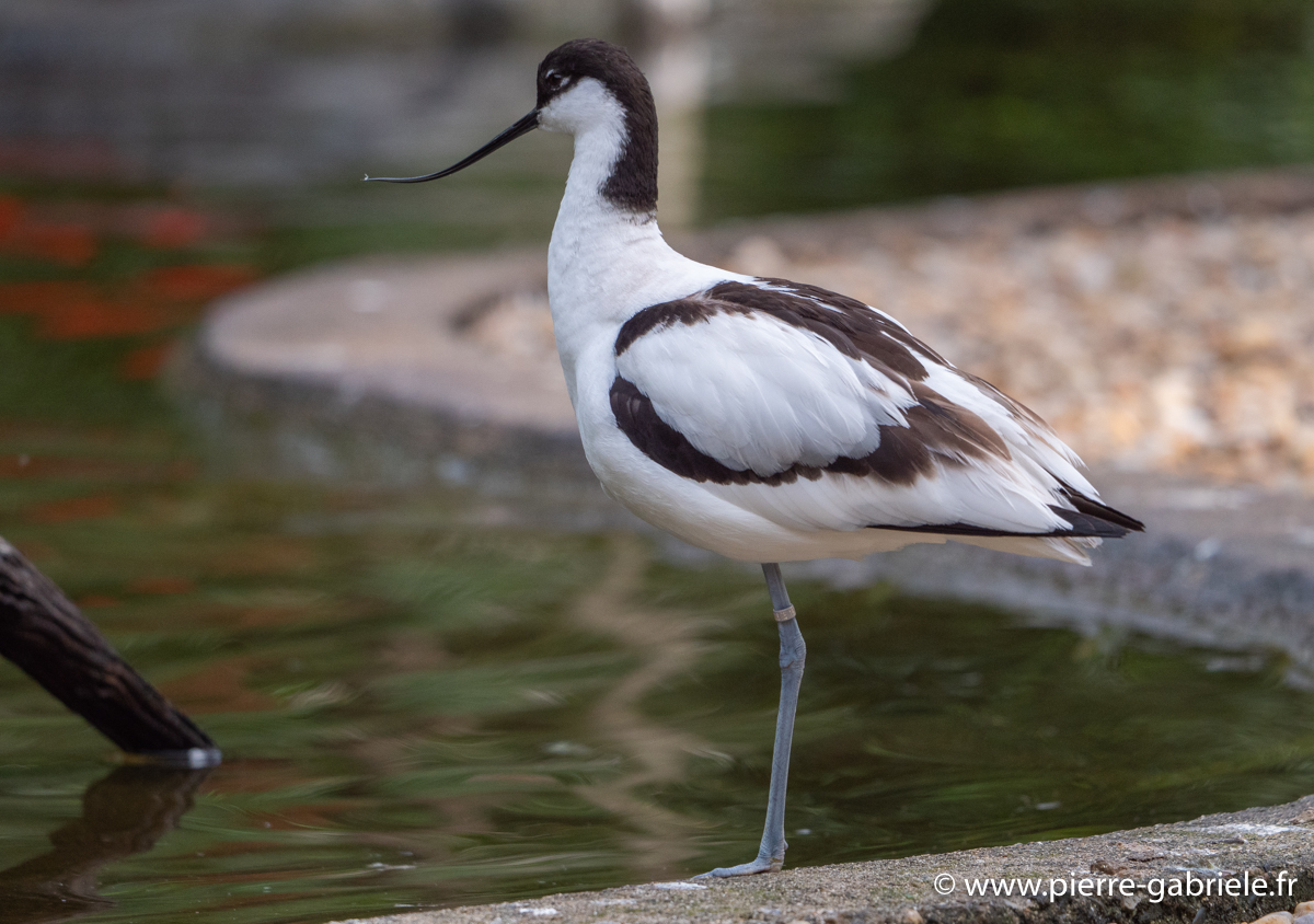 avocette-g93_7745.jpg