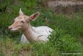 bouquetin-blanc-g93_7931