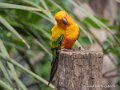 conure-soleil-g93_7908