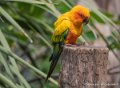 conure-soleil-g93_7909