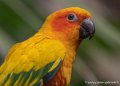 conure-soleil-g93_7911