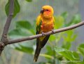 conure-soleil-g93_7912