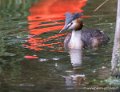 grebbe-huppe-g93_7785