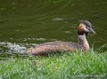 grebbe-huppe-g93_7790