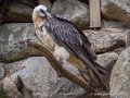 gypaete-barbu-g93_7945