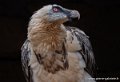 gypaete-barbu-g93_7947