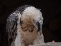 gypaete-barbu-g93_7949