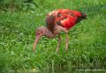 ibis-rouge-g93_7758
