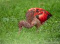 ibis-rouge-g93_7764