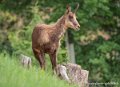 isard-g93_7936