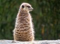 suricate-g93_7821