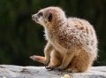 suricate-g93_7824