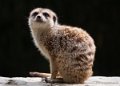 suricate-g93_7825