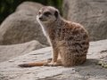 suricate-g93_7828