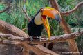 toucan-i12p_2019