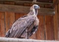 vautour-moine-g93_7934