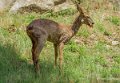 biche-gh6_2597