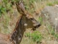 biche-gh6_2598