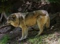 loup-gh6_2635