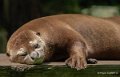 loutre-geante-gh6_2647