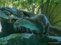 loutre-gh6_2499