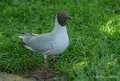 mouette-tete-noire-gh6_2463