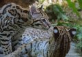 ocelot-gh6_2529